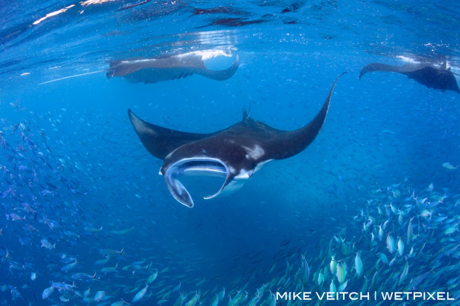 Reef manta rays, *Manta alfredi*, feeding on plankton at the surface, Raja Ampat, Indonesia