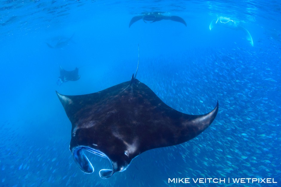 Reef manta rays, Manta alfredi, feeding at the surface, Manta Sandy, Raja Ampat, Indonesia