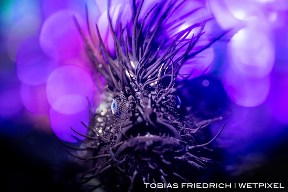 Zebra Frogfish or Black Hairy Frogfish, *Antennarius striatus*, in a frontal view with all it's 'hairs' looking like a haircut with a bubble bokeh background , Lembeh Strait, North Sulawesi, Indonesia