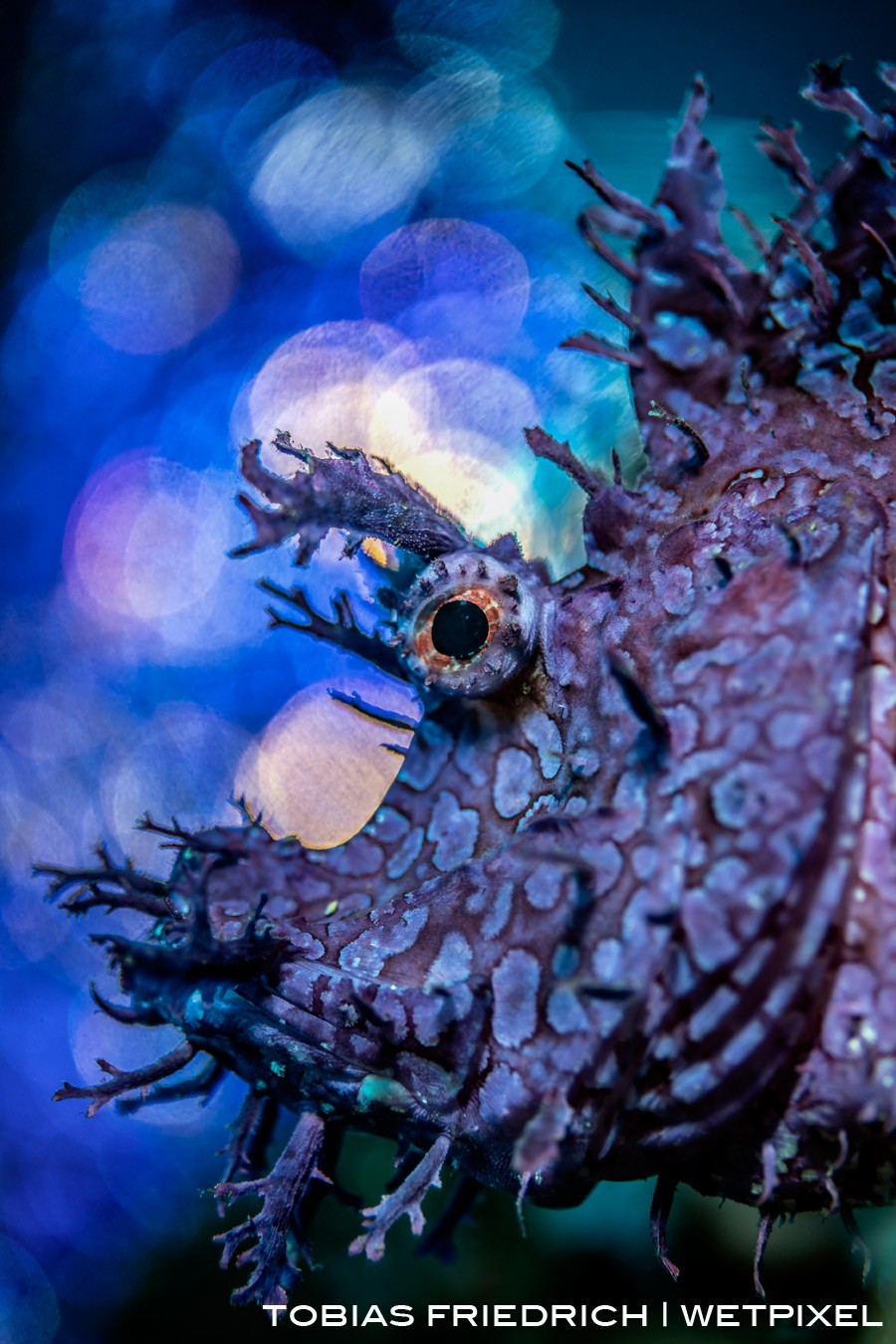 Profile shot of *Rhinopias frondosa* with a bubble bokeh backdrop