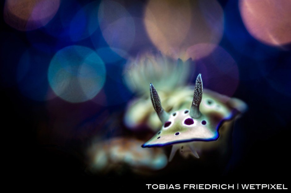 Spotted Chromodoris Nudibranch (*Chromodoris kuniei*) Bali, Indonesia