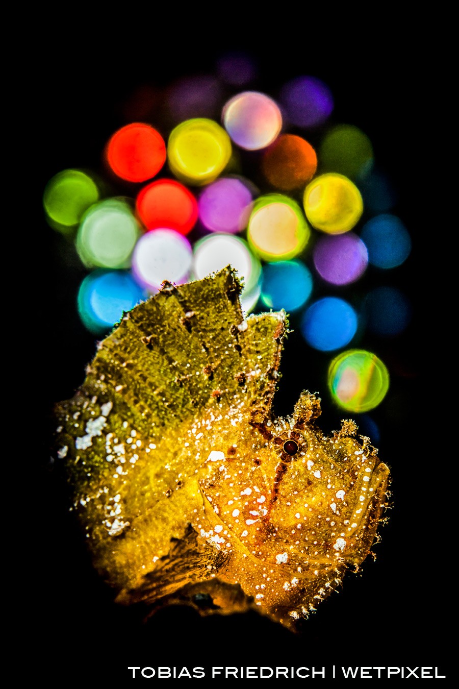 Yellow Leaf Scorpionfish (*Taenianotus triacanthus*) Bali, Indonesia