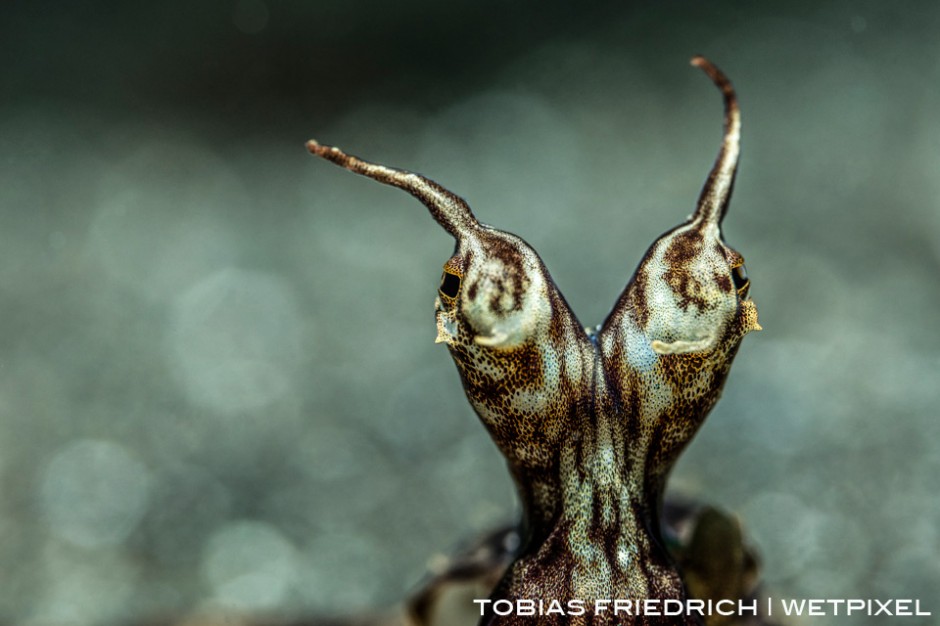 Wonderpus (*Wunderpus photogenicus*) photographed in Lembeh Strait, North Sulawesi, Indonesia