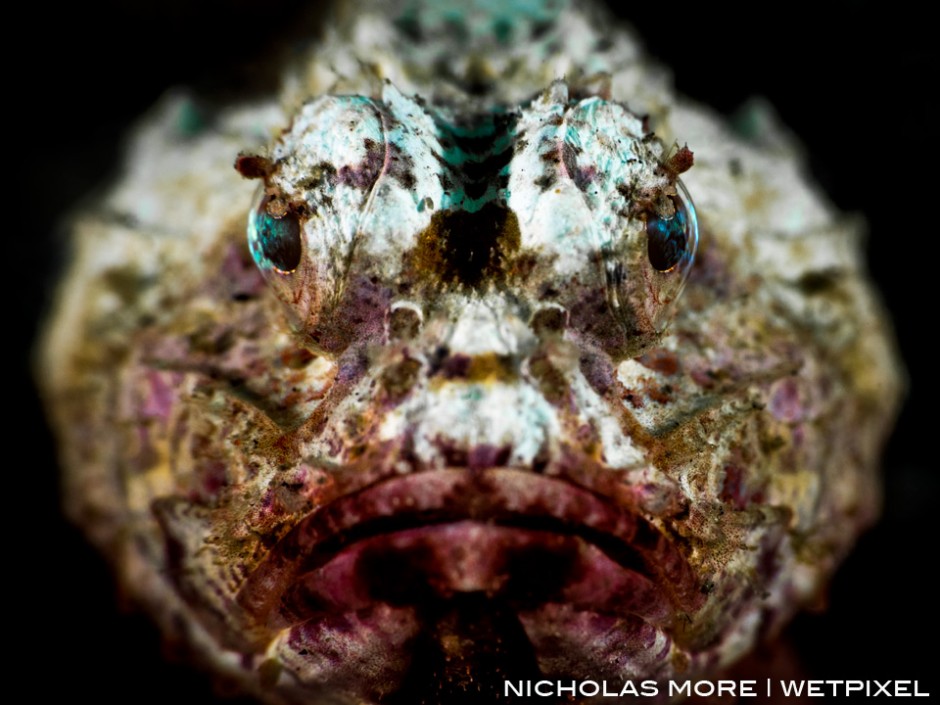 White Devil Scorpionfish (*Scorpaenopsis diabolus*)