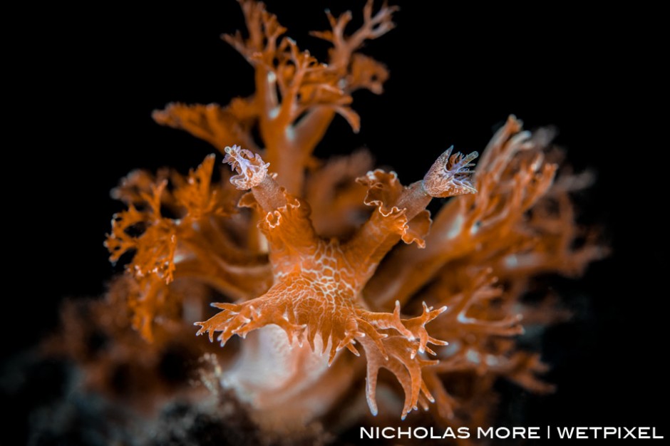 A large *Marionia pustulosa* nudibranch