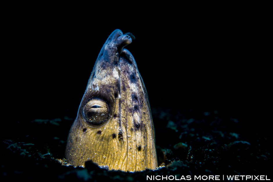 Snoot-lit Black-Finned Snake Eel (Ophichthus melanochir)