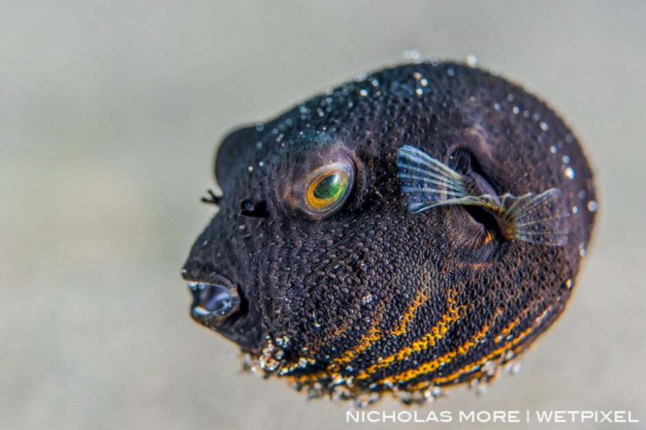 Juvenile Star Puffer, (Arothron stellatus)