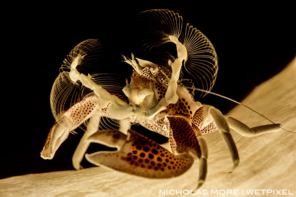 Red Spotted Porcelain Crab (*Neopetrolisthes maculatus*)