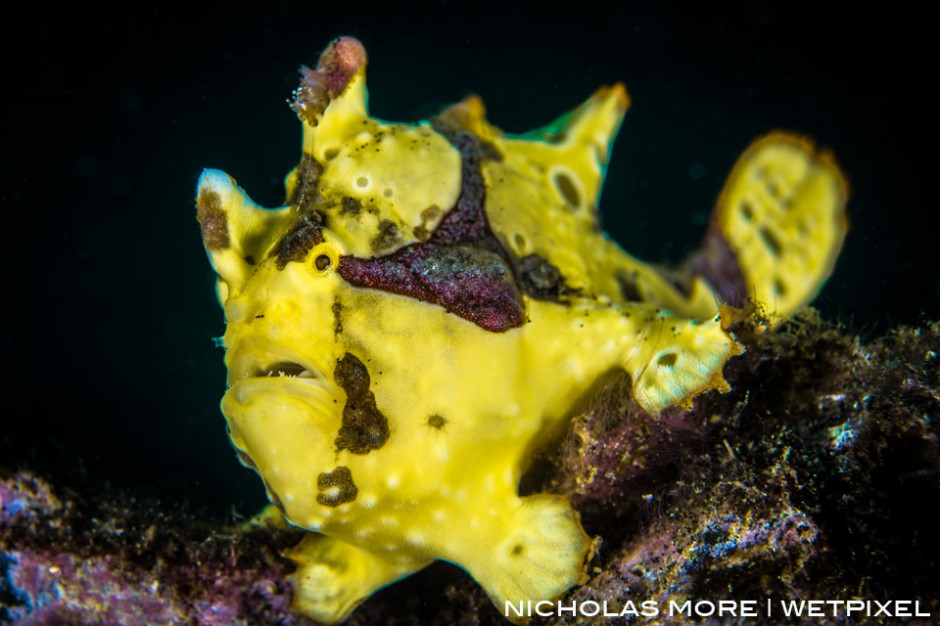 The warty frogfish or clown frogfish (*Antennarius maculatus*)