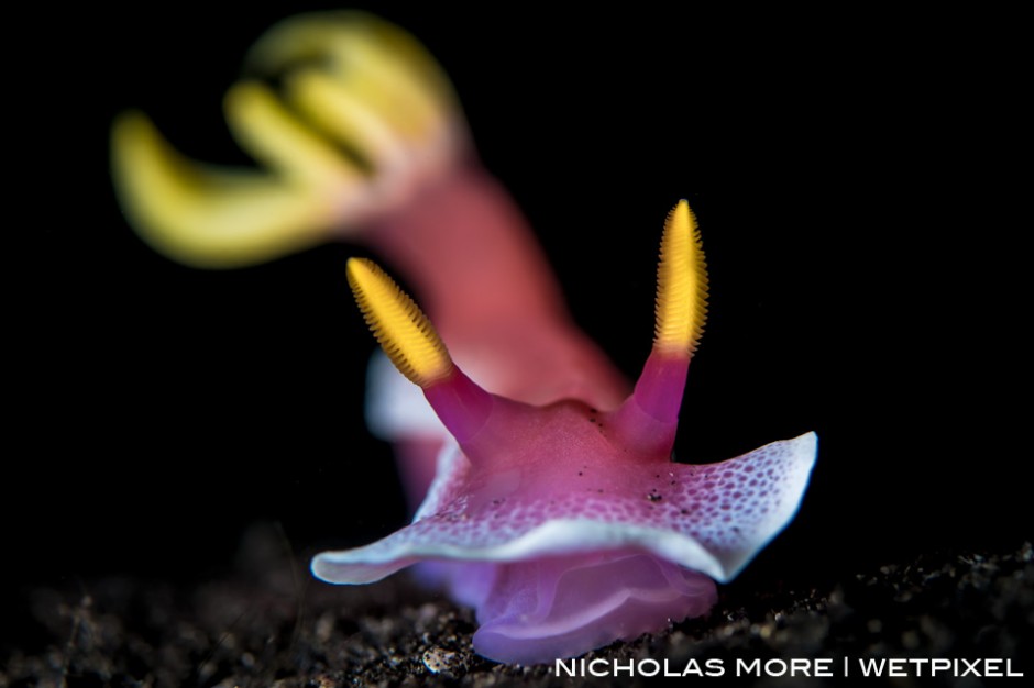 (*Chromodoris bullocki*) on the black sand of Lembeh