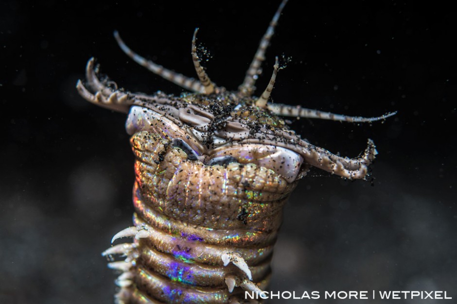 The Bobbit Worm (*Eunice aphroditois*)