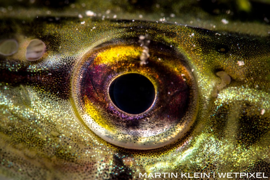 Eye of a pike