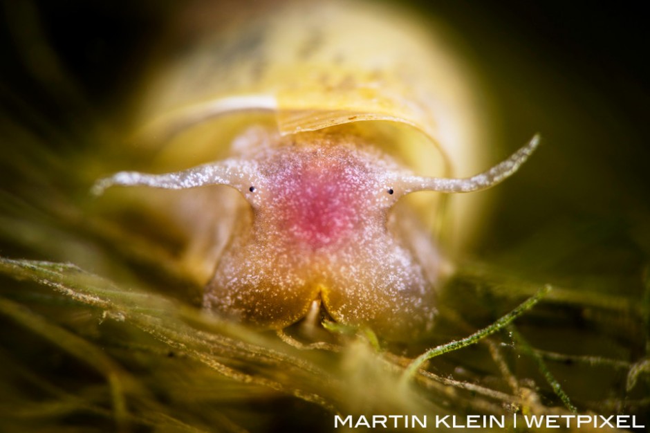 Great pond snail