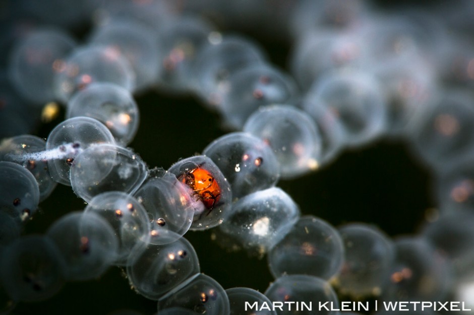 Freshwater mite