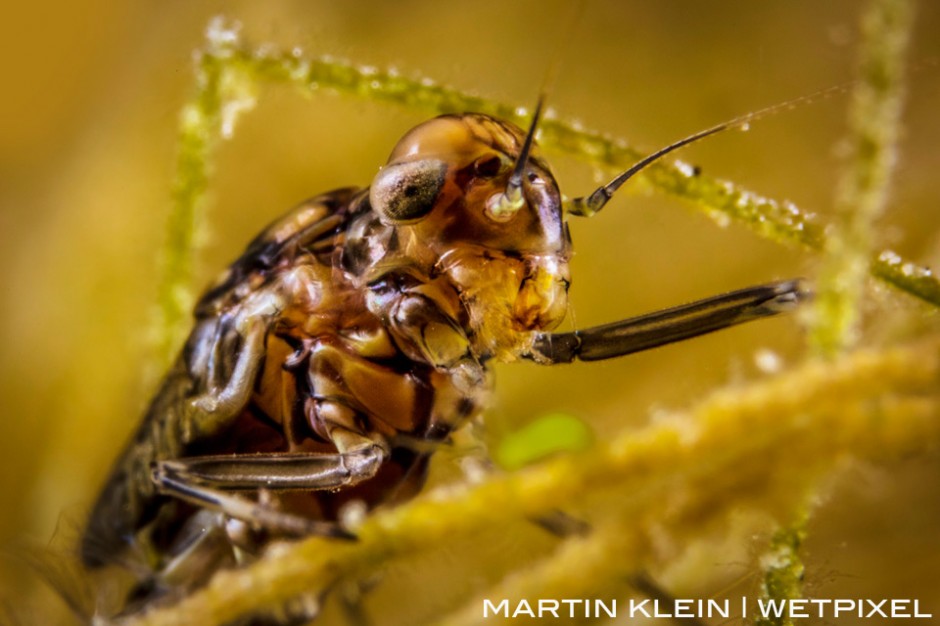 Dragonfly larva