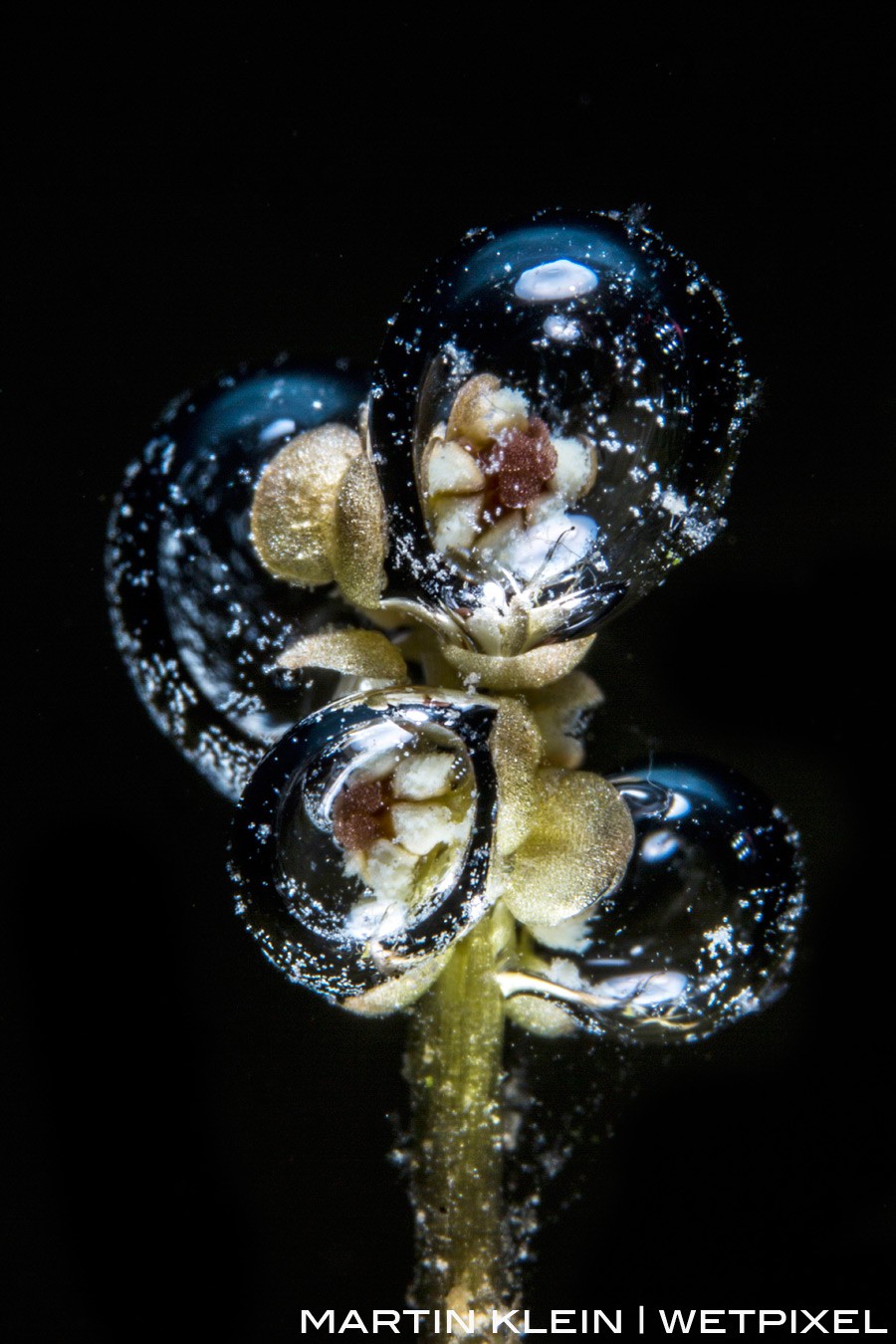 Produced air bubbles by photosynthesis