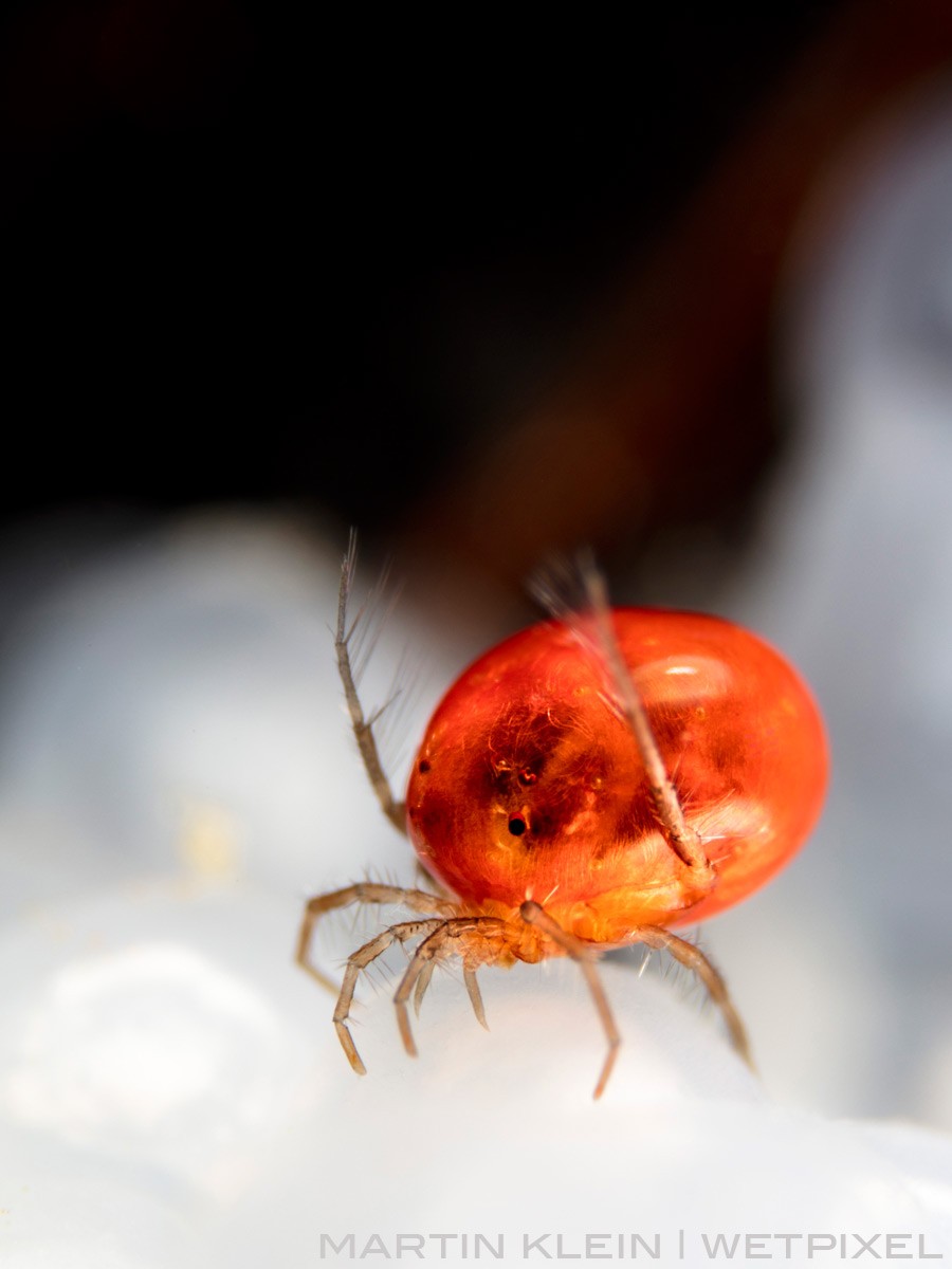 Freshwater mite on perch eggs