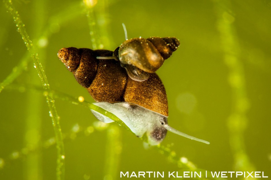 Great pond snail