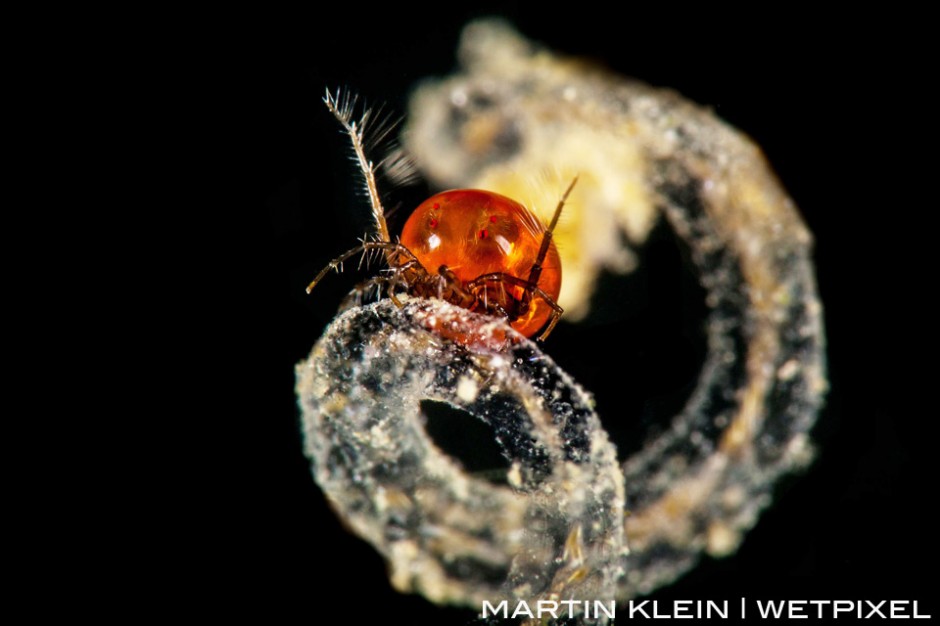 Freshwater mite