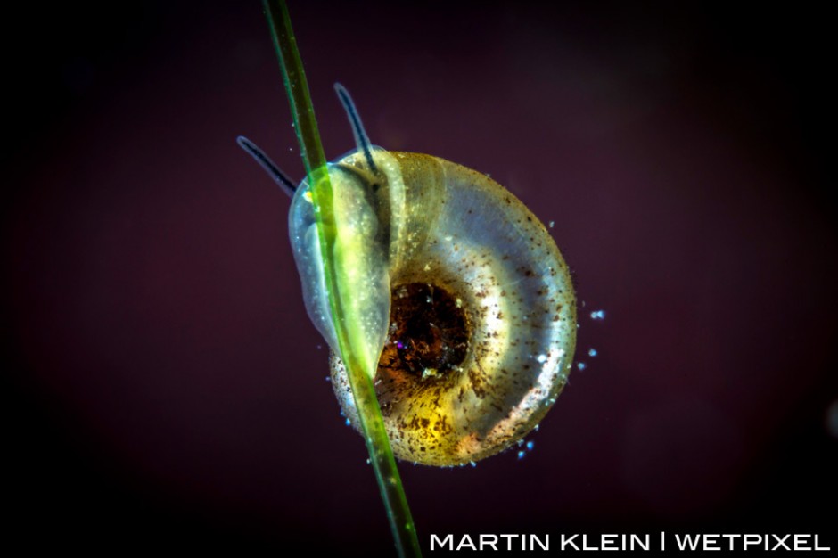 Great pond snail