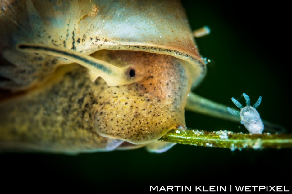 Great pond snail