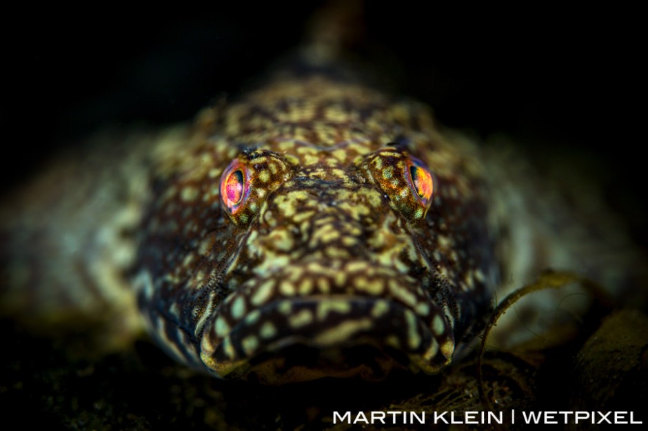 Marble goby