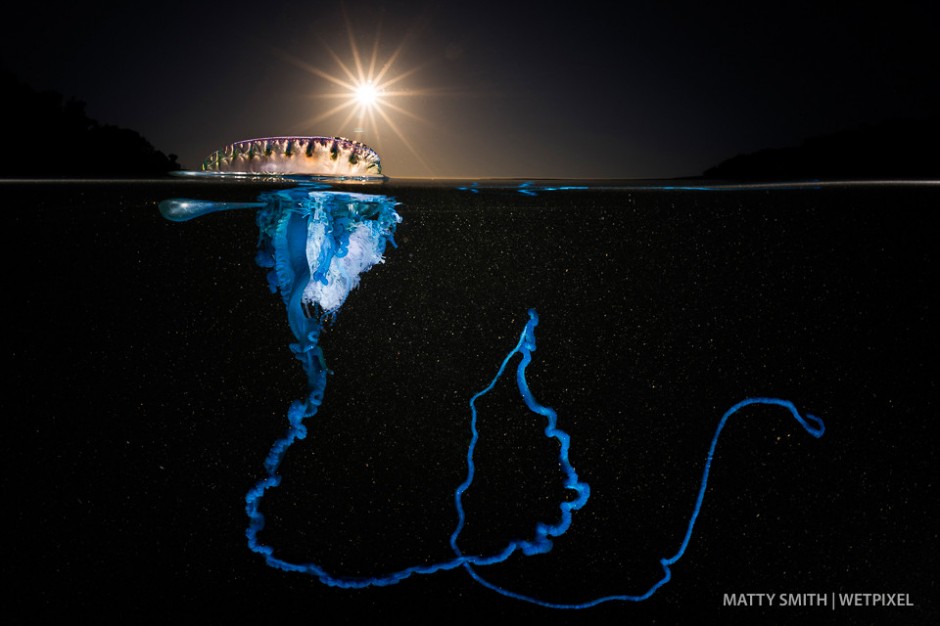 A bluebottle siphonophore (*Physalia utriculus*) at Bushrangers Bay, NSW, Australia at dawn.