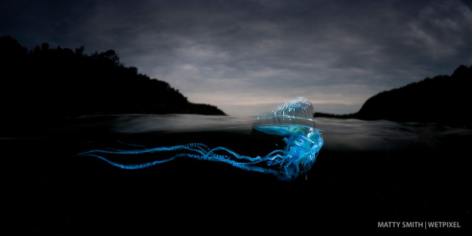 *Physalia utriculus* or Pacific Man O War, sails by me in strong morning winds. NSW, Australia.