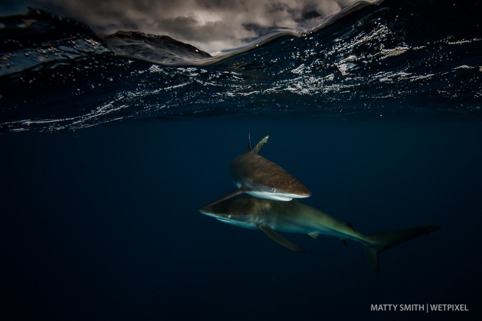 Silky sharks (*Carcharhinus falciformis*) at the Gardens of the Queen (Jardines de la Reina), Cuba.