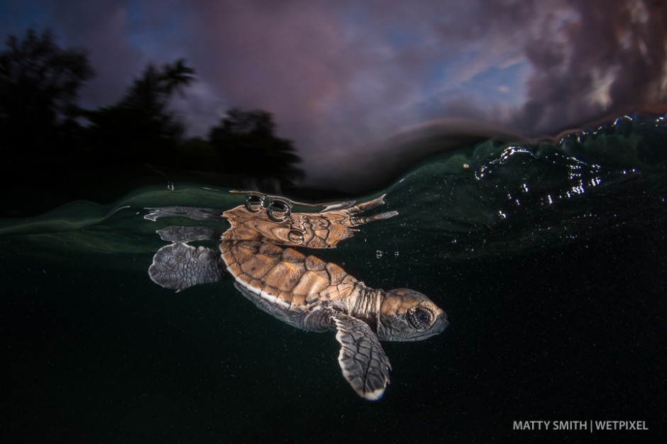 Hawksbill turtle hatchling  (*Eretmochelys imbricata*) at Lissnenung Island, Papua New Guinea.