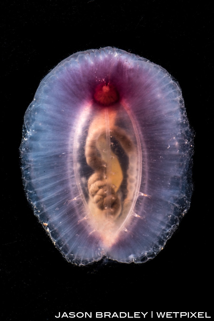 The underside of a transluscent sea cucumber (*Holothuroidea*).