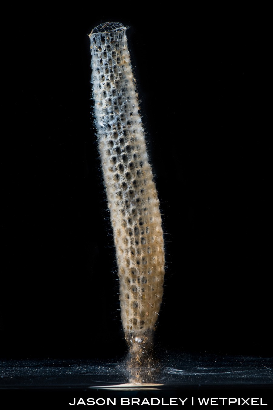 A glass sponge (*Hexactinellid*).