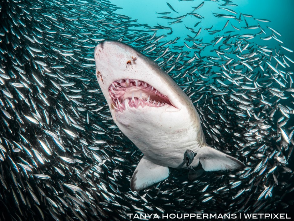 Parasitic copepods are visible around this sand tiger shark's nostrils, while a remora hitches a ride underneath. Location: Wreck of the Caribsea, Morehead City, North Carolina USA