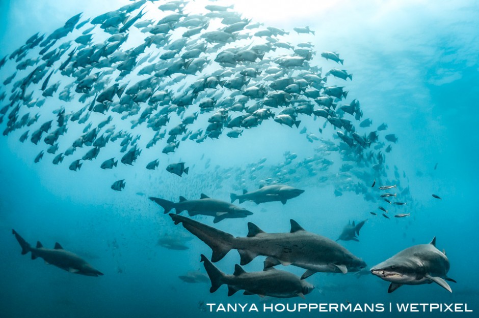 Spade fish swirl around a group of sand tigers above the wreck of the Caribsea. Location: Morehead City, North Carolina, USA