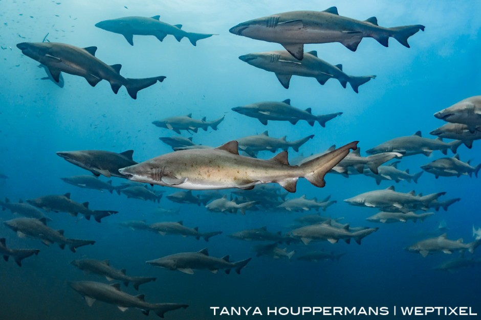 Around mid-summer every year, sand tiger sharks by the dozens congregate near the shipwrecks off the coast of North Carolina, in this case the wreck of the Caribsea. Location: Morehead City, North Carolina, USA