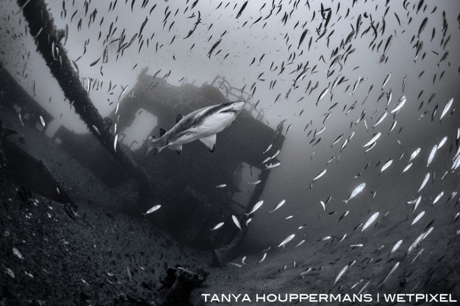 A sand tiger swims above the wreck of the USCGC Spar off the coast of North Carolina. 