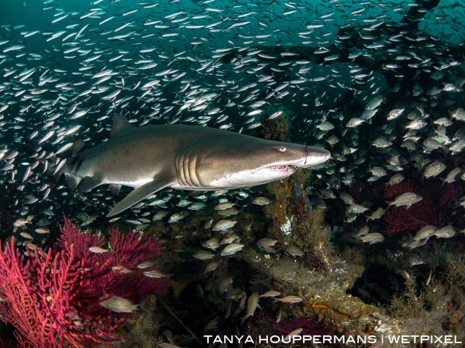 A sand tiger swims over the wreck of the Atlas, a tanker sunk 23 miles off the North Carolina in 1942 by the German U-552. Location: Morehead City, North Carolina USA