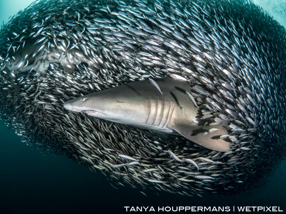 Schools of small bait fish can pack themselves so tightly around the sand tigers that the sharks are often hidden. In this image a second shark is barely visible in the upper left corner. 