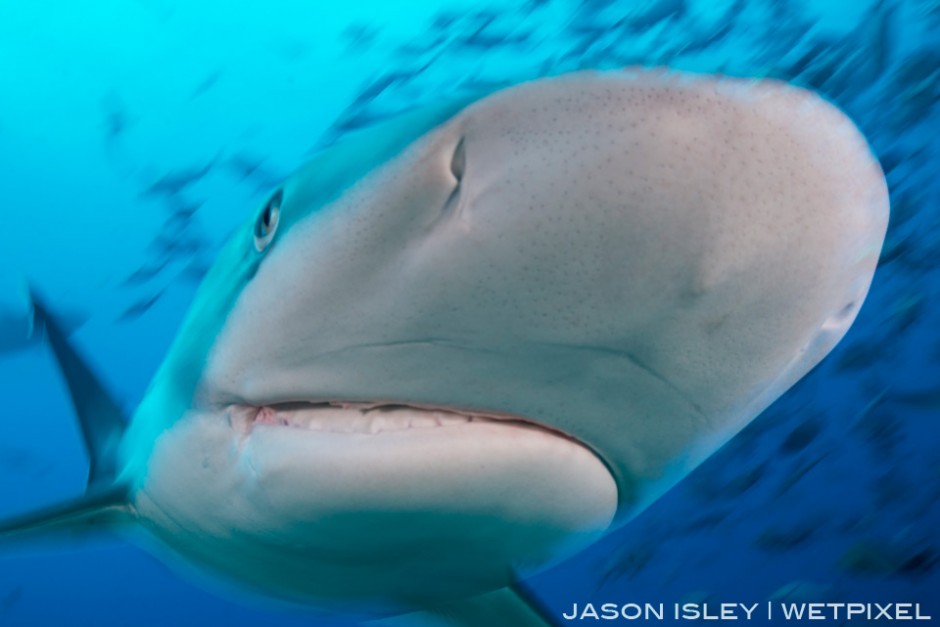 A silvertip gets up close and personal, fishing hook damage clearly visible, Fiji. (nikon D800, 28-70mm, nauticam WAP port/lens)