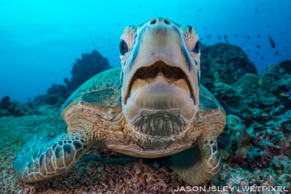 Close up portrait of green turtle at Sipadan. (nikon D800, 28mm, nauticam WAP port/lens)
