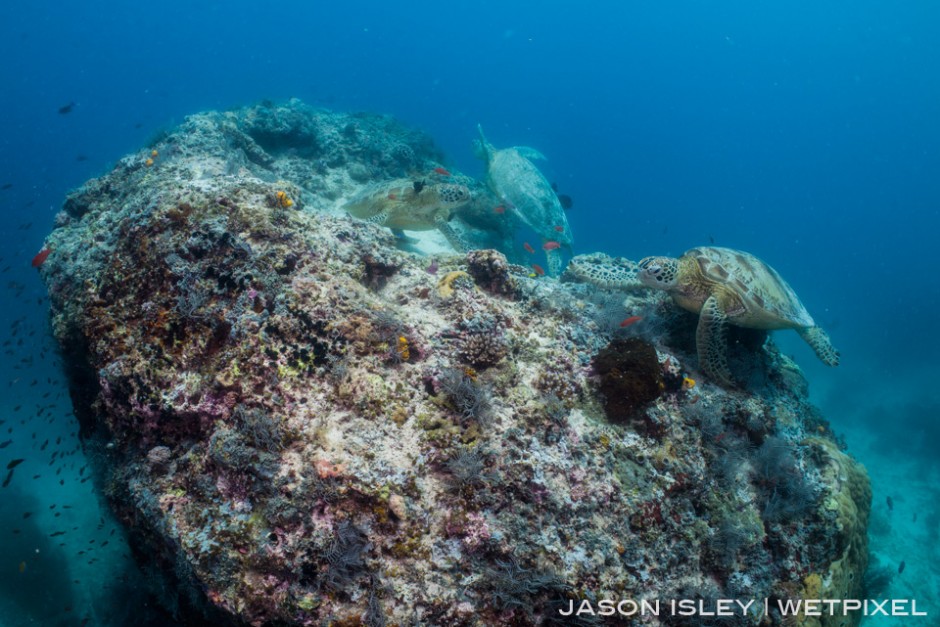 Green turtles battle for prime cleaning spot on ‘Turtle Rock’ at Barracuda Point, Sipadan. (nikon D800, 28mm, nauticam WAP port/lens)