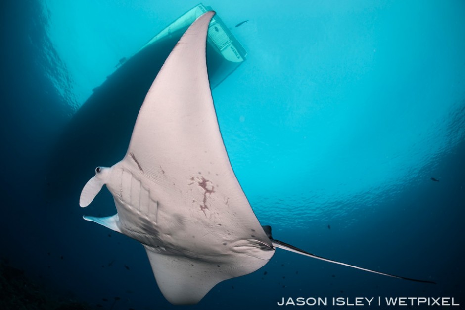 Reef manta cruises below the live-aboard  in Tubbataha. (nikon D800, 28-70mm, nauticam WAP port/lens)