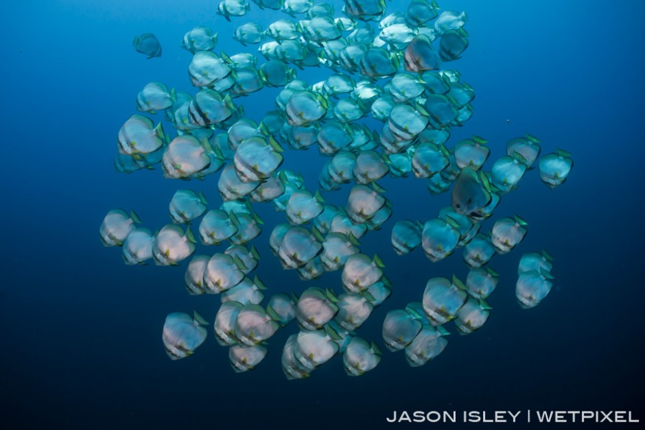 A school of batfish cruise along the wall, Tubbataha. (nikon D800, 28-70mm, nauticam WAP port/lens)