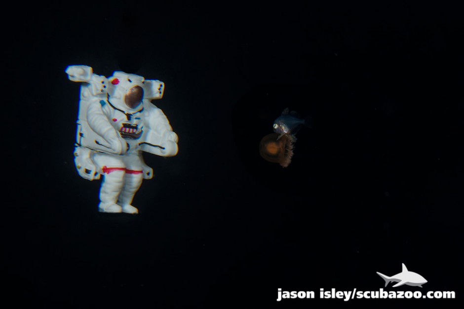 As the miniatures explore the Abyss an astronaut comes face to face with a trevally and host jellyfish. (nikon D800, 60mm macro, nauticam)