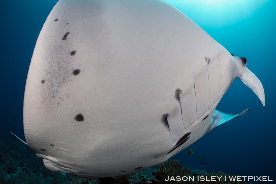 Close up with a reef manta on the cleaning station, Black Rock, Tubbataha. (nikon D800, 28-70mm, nauticam WAP port/lens) 