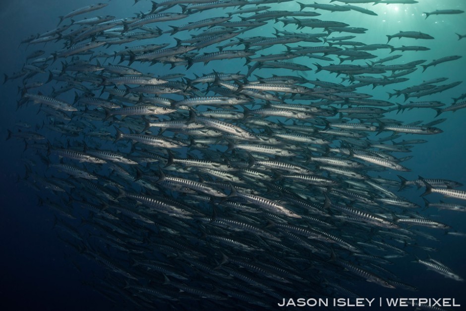 A large school of chevron barracuda sit off the wall at Delson Rock, Tubbataha. (nikon D800, 28-70mm, nauticam WAP port/lens)