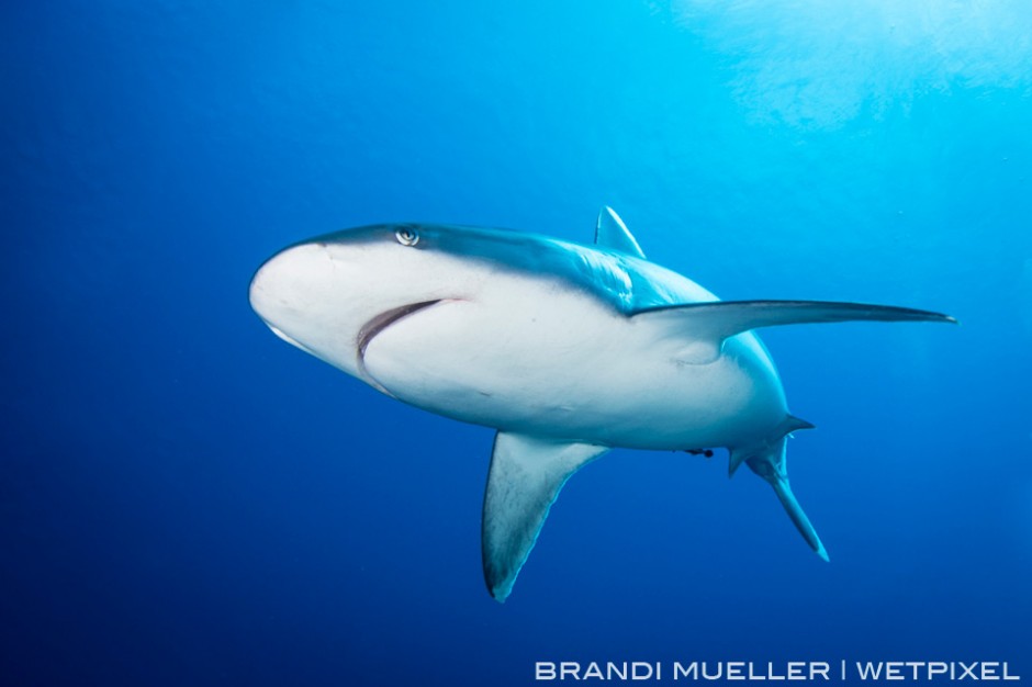 Silver tip shark on the outer reef of Chuuk.