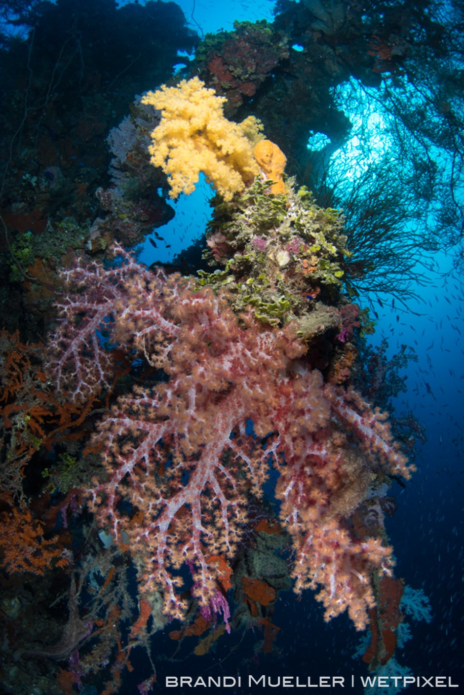 Soft corals draping part of the Shinkoku Maru.