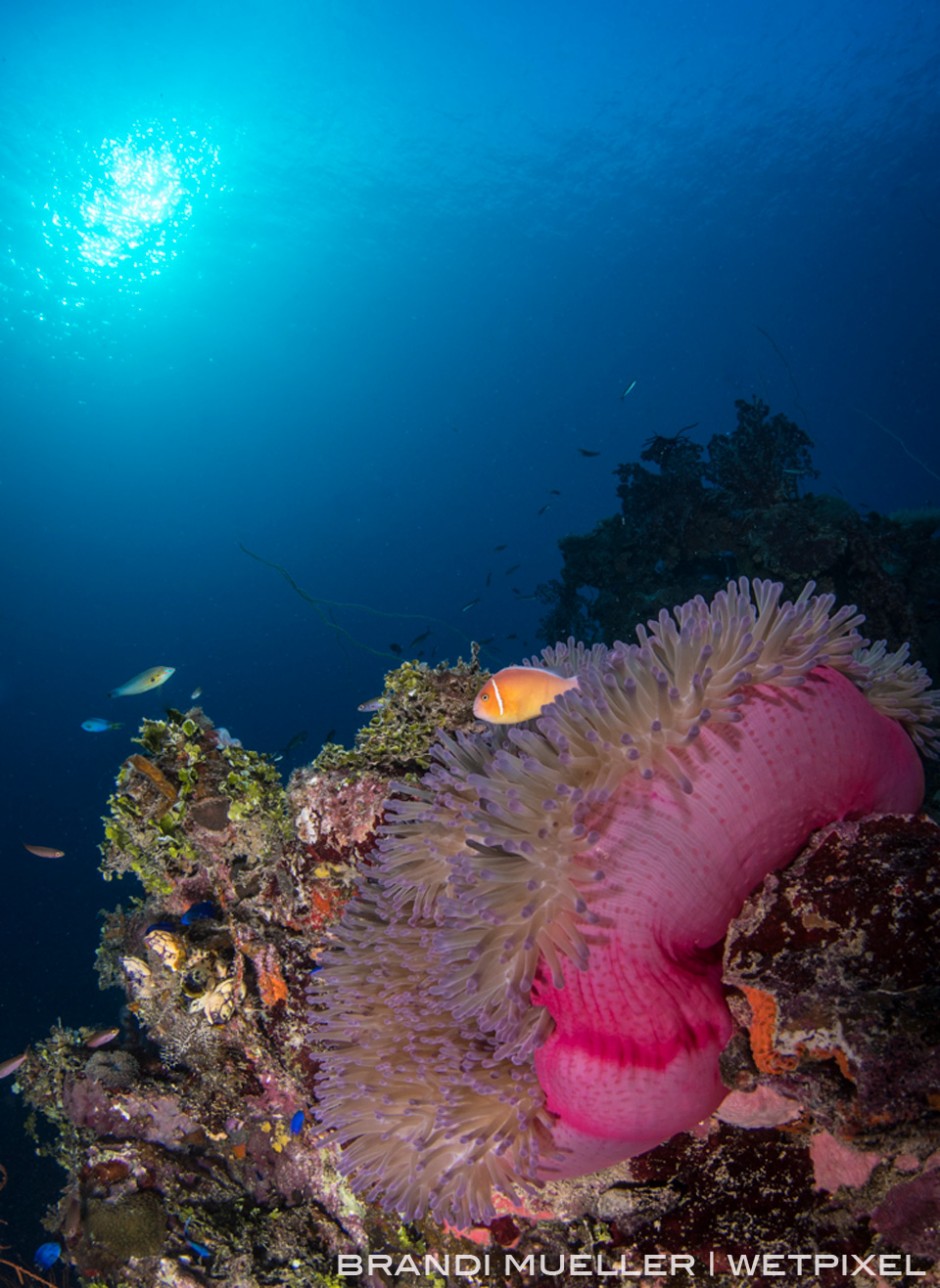 Anemone on the Shinkoku Maru wreck in Chuuk (Truk Lagoon).