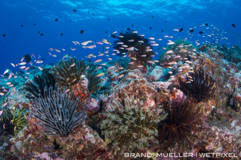 Crinoids and anthias on the reef.